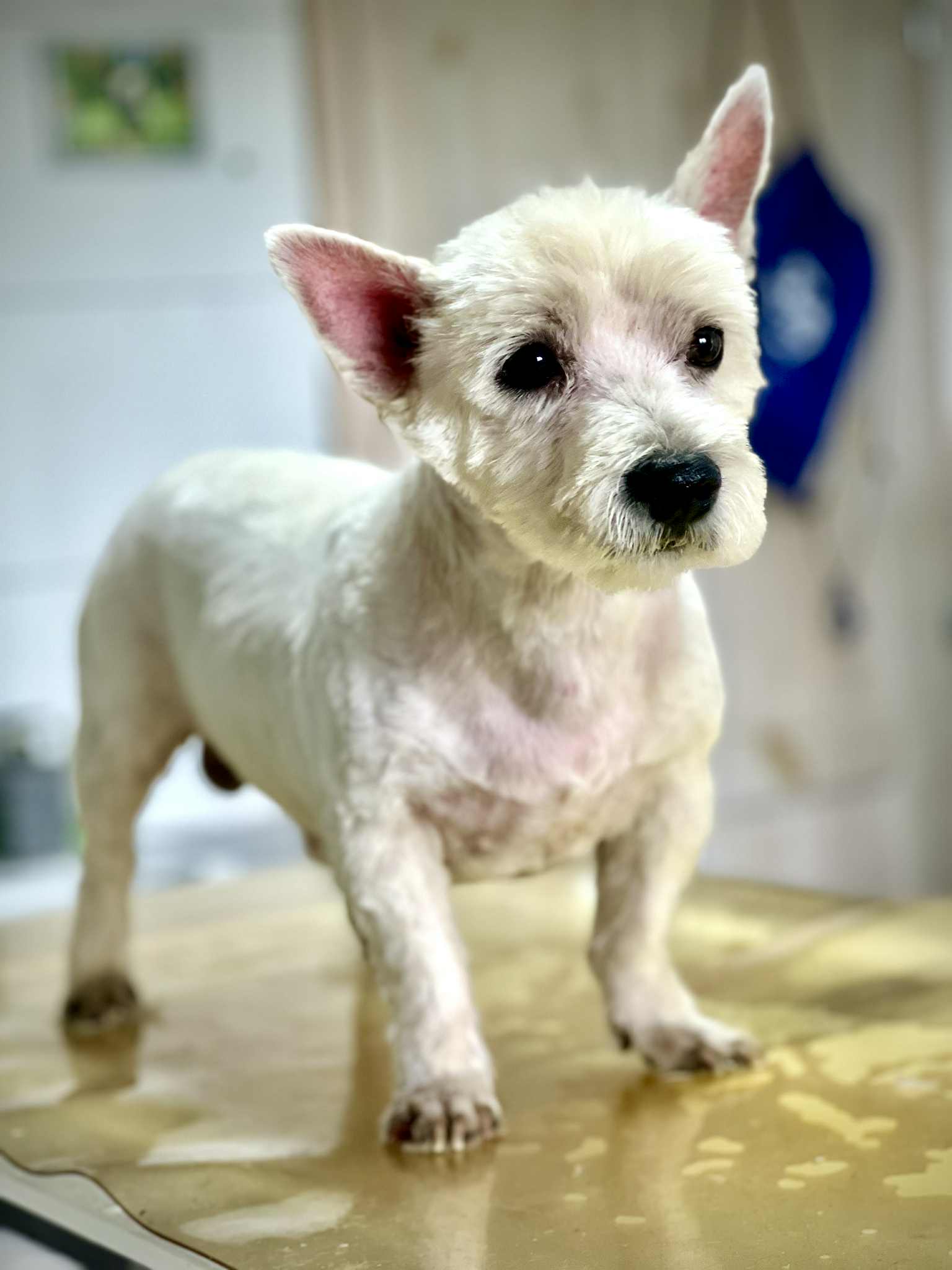 Grooming proměna 1