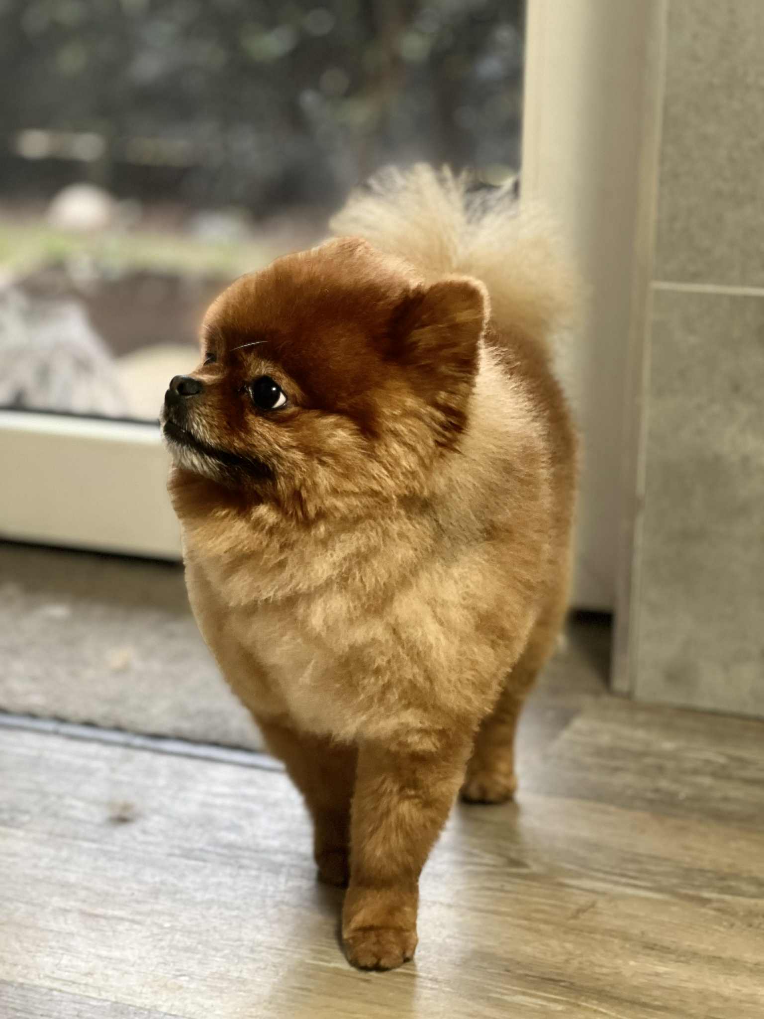 Grooming proměna 2