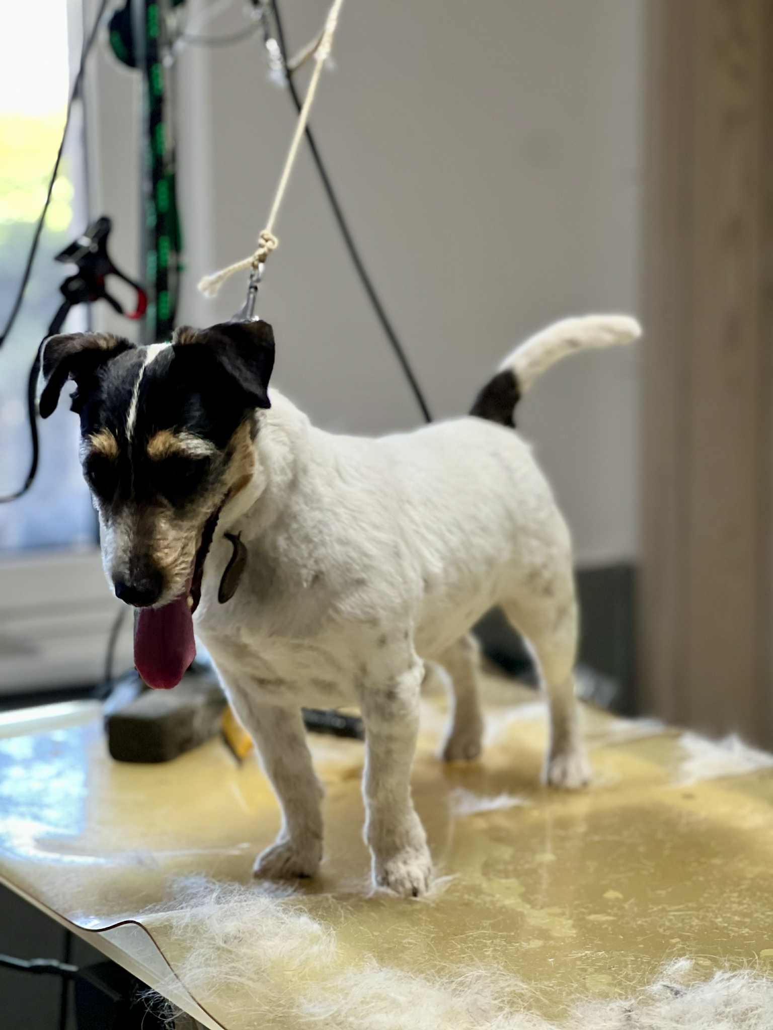 Grooming proměna 4